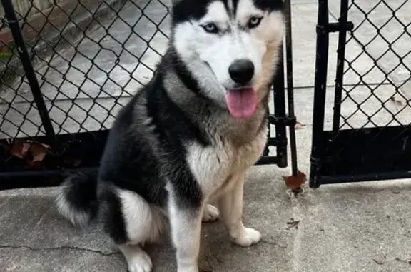 Lost Husky 'Chase' on East 54th St