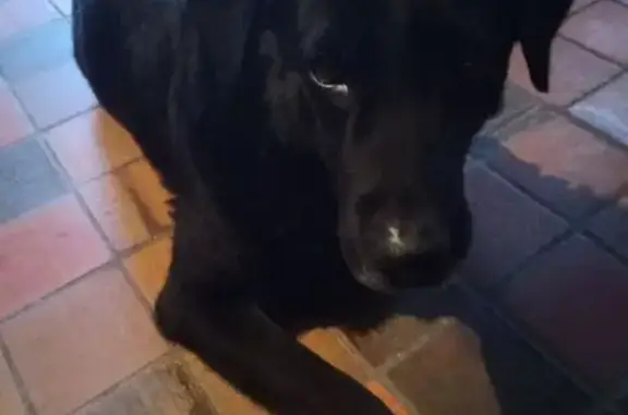 Labrador x Beauceron noir perdu à Saint-Denis - photo