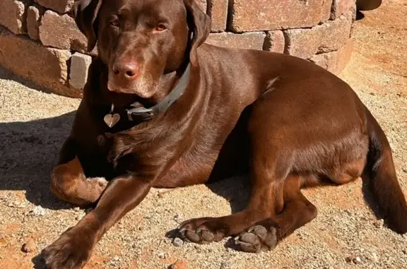 Help Find Bo Bear: Friendly Lost Lab!