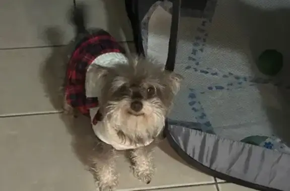 Lost Schnauzer: Honey Bunny Needs Help!