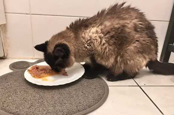Animaux trouvés Le Rheu, photo: Chat âgé trouvé, sociable, malvoyant