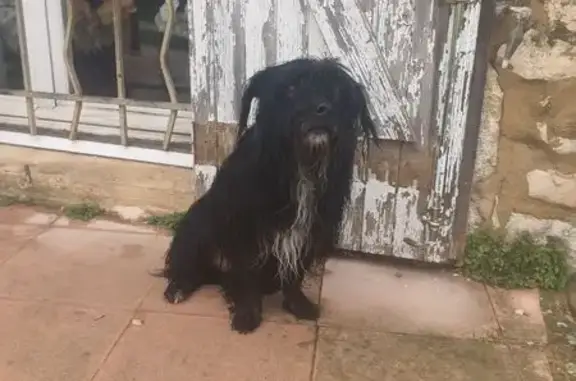 Petit chien noir trouvé à Tavel - photo