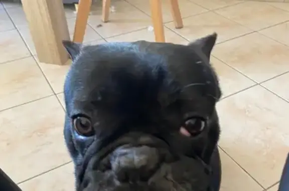 Bouledogue mâle trouvé, sain et sauf, Vitry - photo