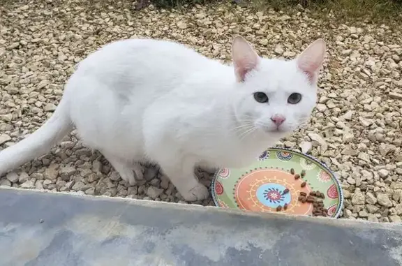 Chat mâle blanc errant à Remilly-sur-Tille - photo