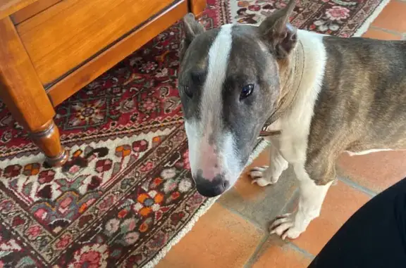 Bull terrier trouvé, mignonne à Pringy - photo