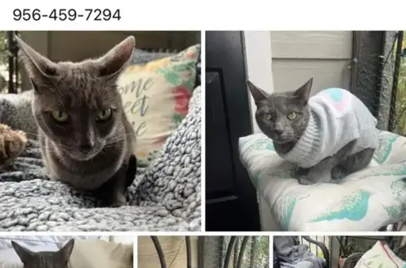 Missing Grey Cat in Misty Meadows, Houston