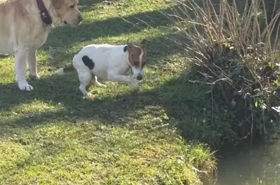 Chien trouvé Gan, photo: Chien errant suit coureur à Gan