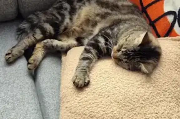 Chat perdu, Mont-de-Marsan, photo: Chatte tigrée 3 ans perdue Mont-de-Marsan