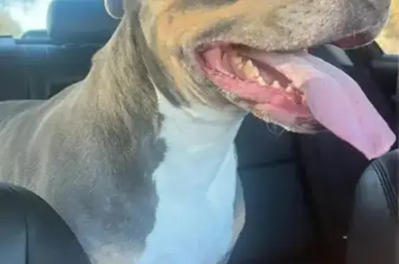 Found Pit Bull: White Paws & F...