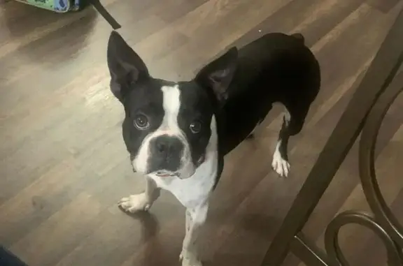 Lost Boston Terrier on Grove Ave, Berwyn