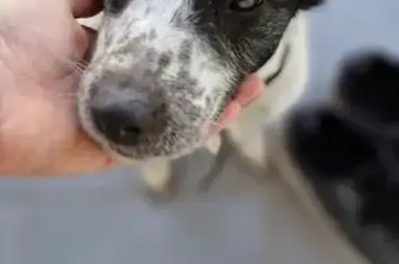 Animaux trouvés , photo: Chienne jeune et sociable trouvée route 46