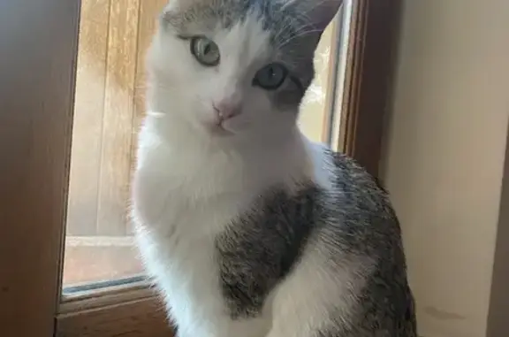 Chatte Thalya perdue à Sundhoffen - photo