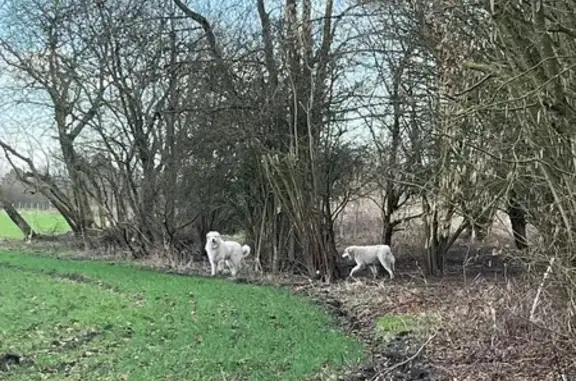 Chiens type patou trouvés à Saint-Amand - photo