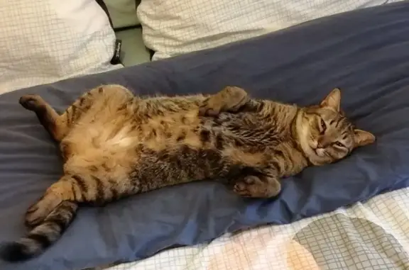 Chat tigré perdu à L'Aiguillon-sur-Vie - photo