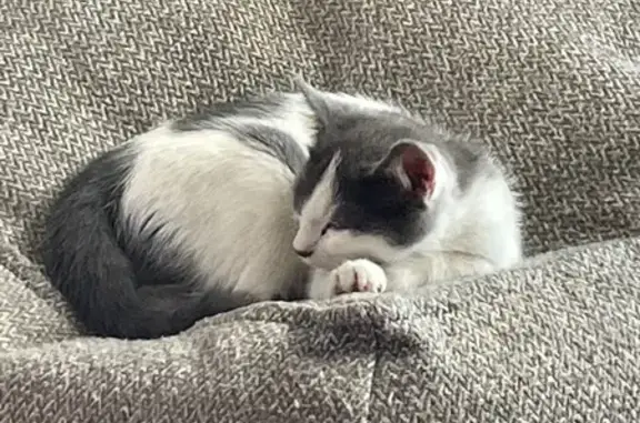 Chat perdu, , photo: Chat perdu : blanc et gris, timide, Cheyssieu