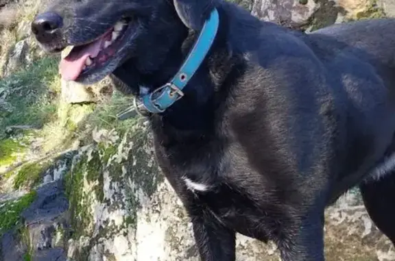 Perra Perdida en Guadalix: Labrador Negra