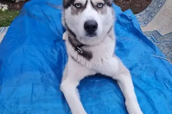 Husky trouvé, collier noir, Drancy - photo