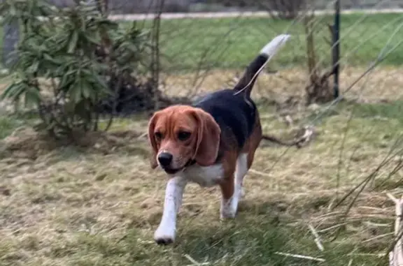 Chien trouvé Lanvallay, photo: Beagle femelle trouvée à Lanvallay