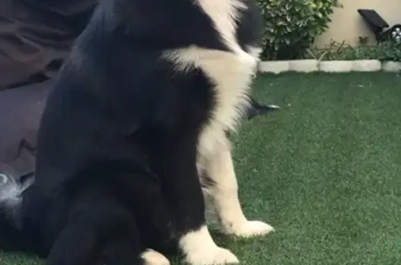 Chien noir et blanc perdu à La Badinière - photo