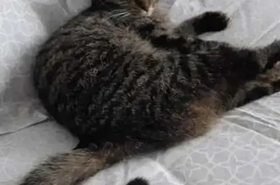 Animaux perdus Étréchy, photo: Chat perdu à Étréchy, Villa Schumann