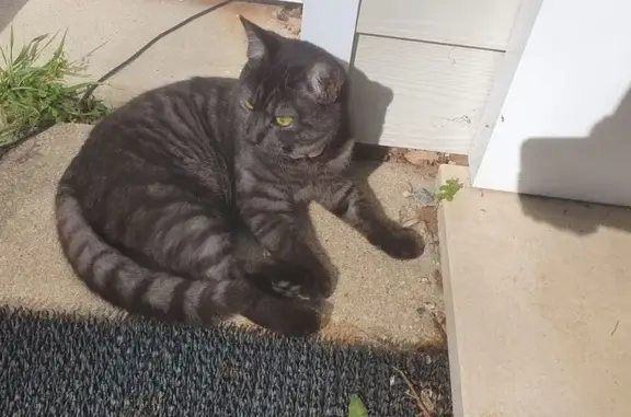 Animaux trouvés Saint-Yrieix-sur-Charente, photo: Chatte tigrée trouvée, 6 mois, rue Gérard