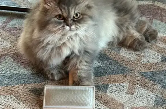 Chat perdu, Cébazat, photo: Jeune chatte grise disparue à Cébazat