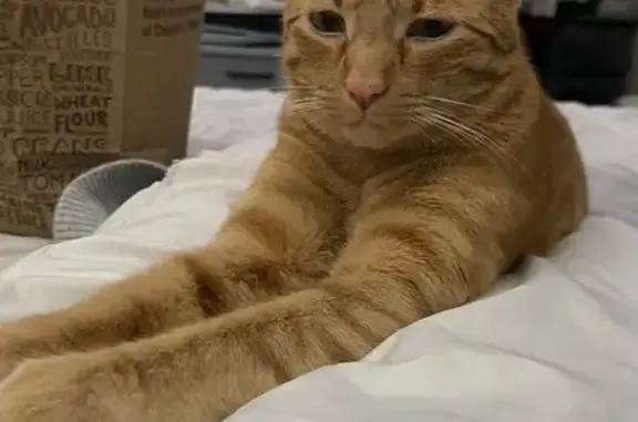 Missing Orange Tabby in Sacramento