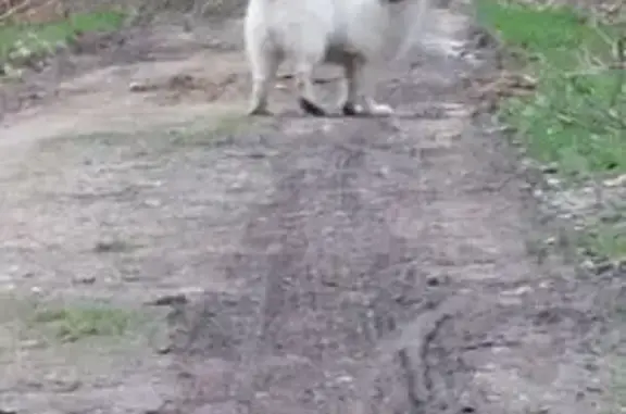 Deux chiens trouvés, Route de Bieuzy, Camors - photo