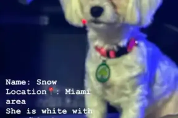 Lost: Small White Dog in North Miami