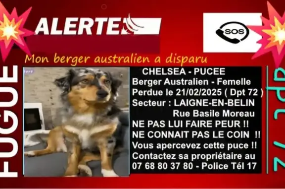 Berger australien perdu à Laigné-en-Belin - photo