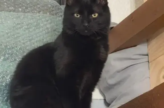 Chat perdu, Chilly-Mazarin, photo: Chat d'appartement Morphée perdu dehors