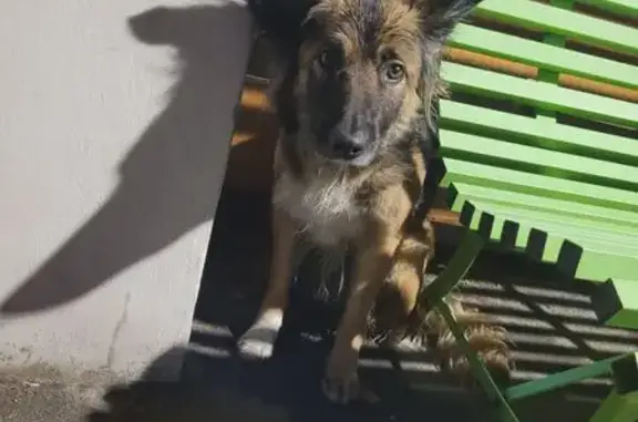 Animaux trouvés Avignon, photo: Chien aperçu près EHPAD St Roch, Avignon