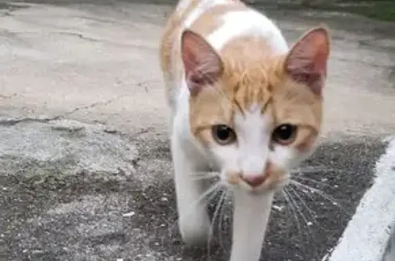 Gato Dócil e Carente Busca Nov...