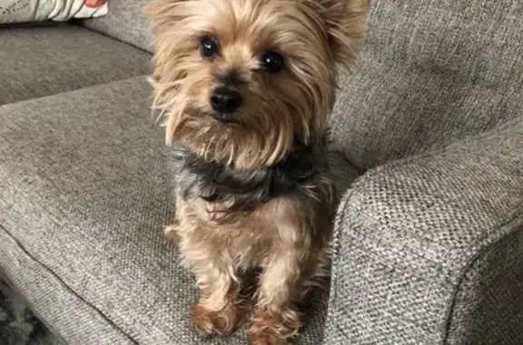 Lost Yorkie: Grey Blonde, Litchfield Park