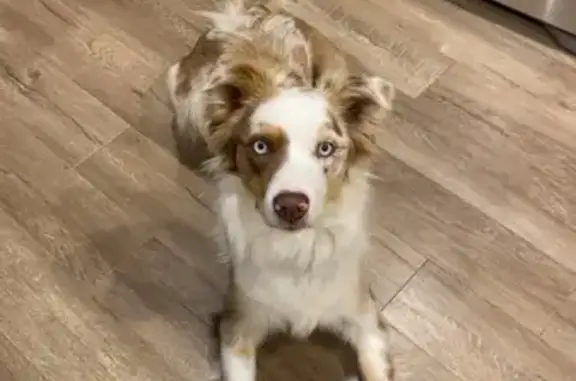 Lost Red Merle Aussie: East 66th Ave