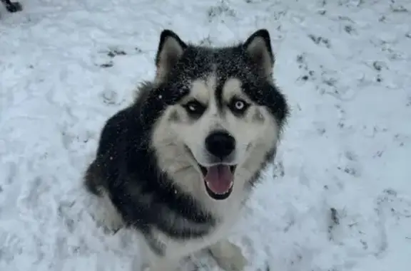 Lost Siberian Husky: East Wee Jo Court