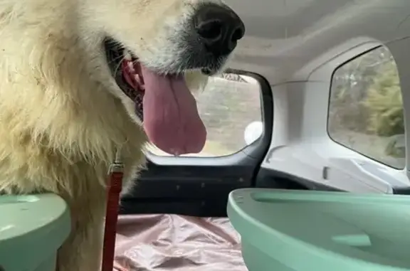 Lost Great Pyrenees: Prospect Church Rd