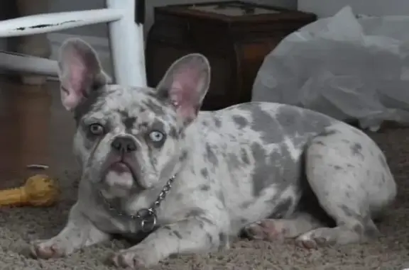 Lost Blue Merle French Bulldog in Richfield