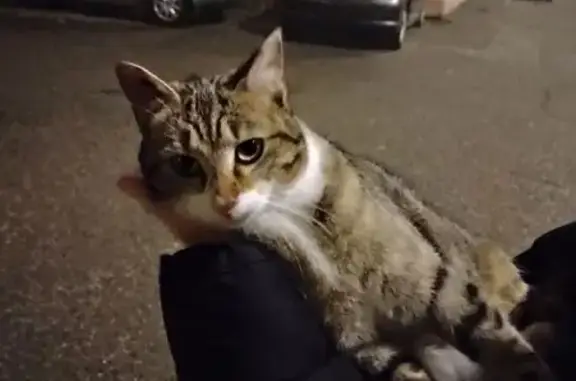Chat trouvé Sorgues, photo: Chat trouvé à Sorgues, gris et affectueux
