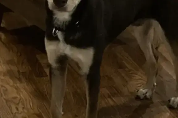 Lost Dog: Vito on Palos Trail System