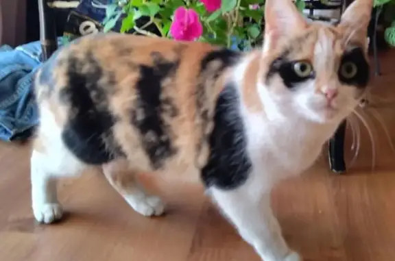 Help Find Tigresa: Missing Calico Cat