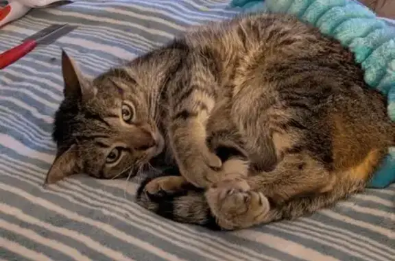 Lost Tabby Cat: Solomon on Linden Ave