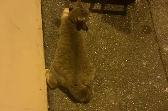 Chat trouvé Villejuif, photo: Chat gris blessé trouvé à Villejuif