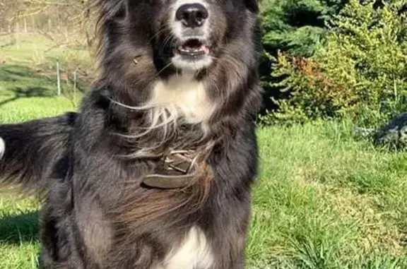 Chien perdu Bellegarde-en-Forez, photo : Chienne border collie perdue à Bellegarde