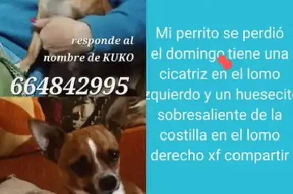 ¡Ayuda a encontrar a Kuko, chihuahua perdido!