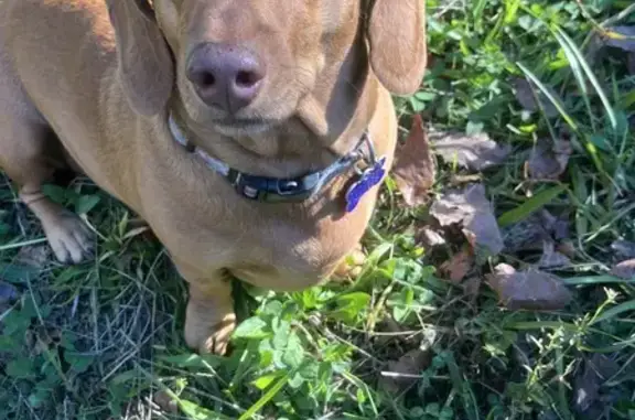 Lost Dachshund Nollie: Call 614-565-0121