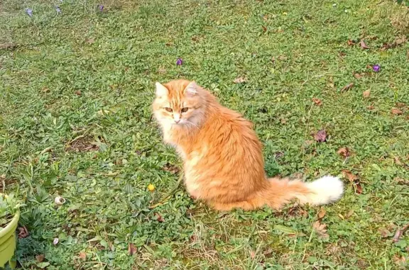 Chat trouvé Le Perreux-sur-Marne, photo: Chat roux européen trouvé au Perreux