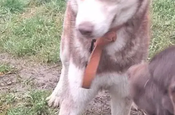 Chien trouvé Les Échelles, photo: Husky mâle trouvé, sécurisé, Les Échelles