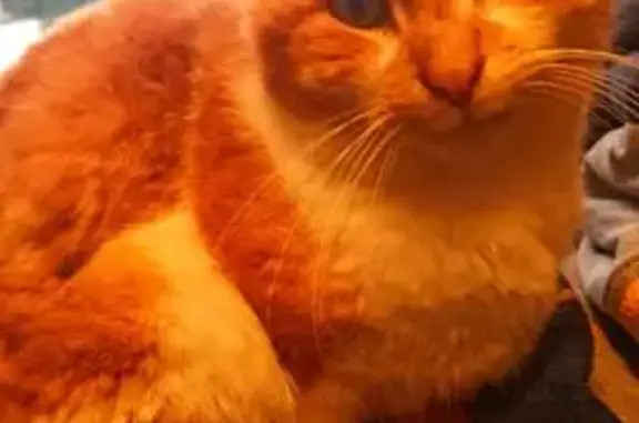 Chat roux trouvé à Vence, quartier Sine - photo