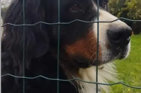 Chien perdu , photo : Bouvier bernois perdu à Marigny-Chemereau
